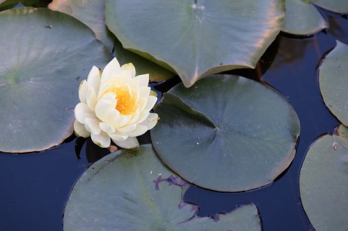 flower plant pond