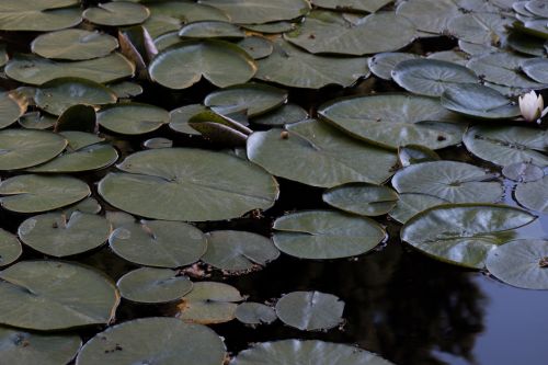 flower plant pond