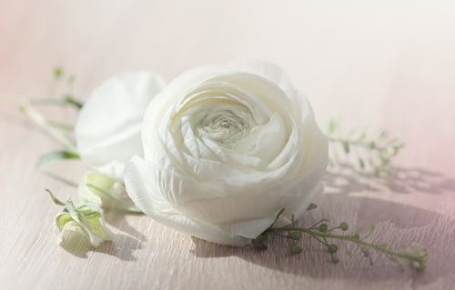 flower ranunculus blossom