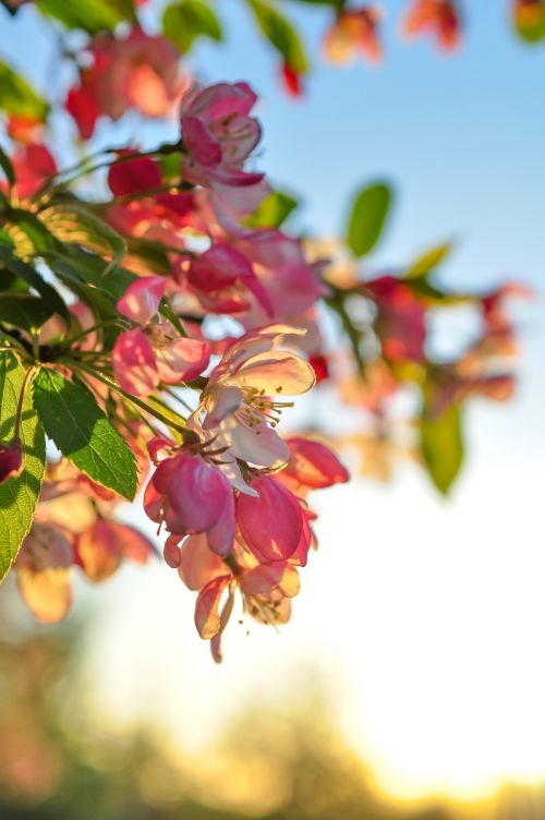 flower light blossom tree