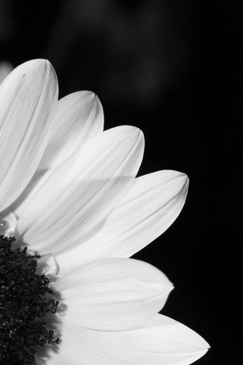 flower black and white profile