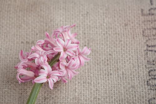 flower hyacinth flowers