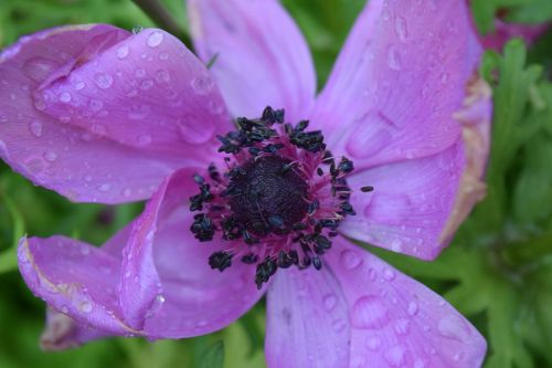 flower rain detail