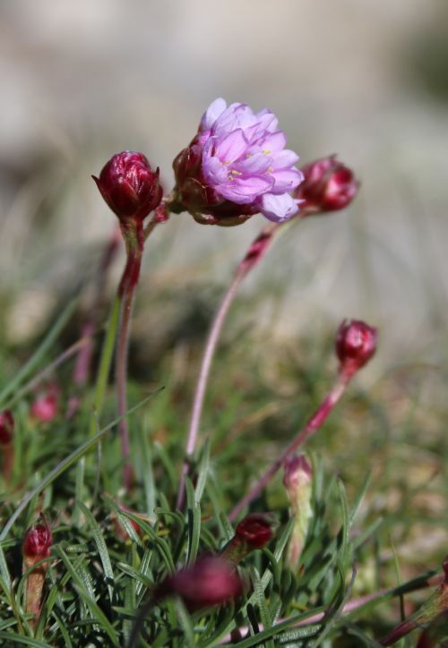 flower wild flower seaside