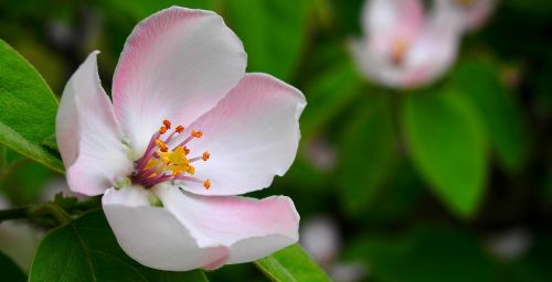 spring pistil wood