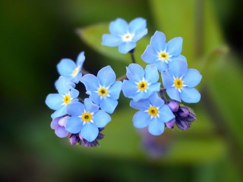flower forget me not blossom