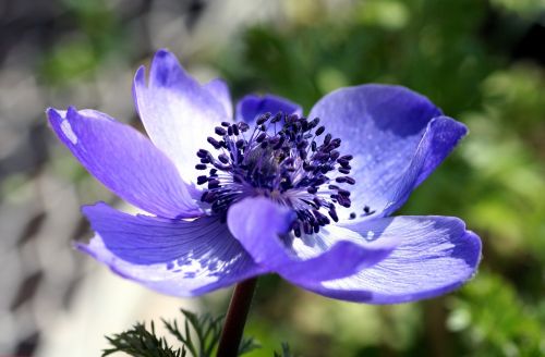 flower macro nature