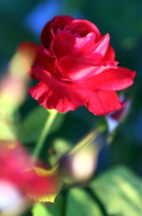 flower pink red