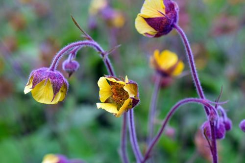 flower yellow purple