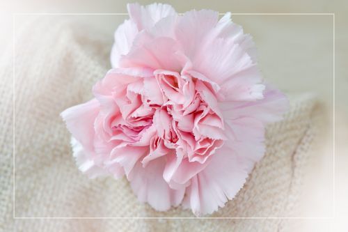 flower clove blossom pink