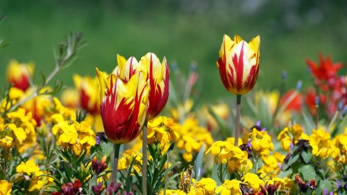 flower plant garden