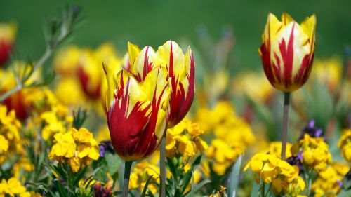 flower plant garden