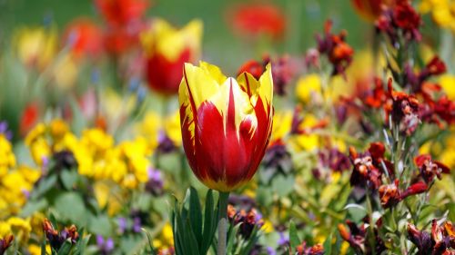 flower plant garden