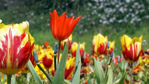 flower plant garden