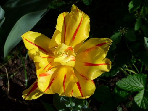 flower tulip blossom