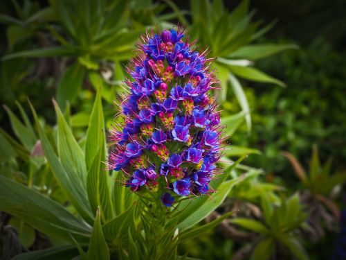 flower exotic blossom