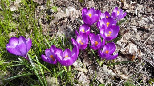 flower spring nature