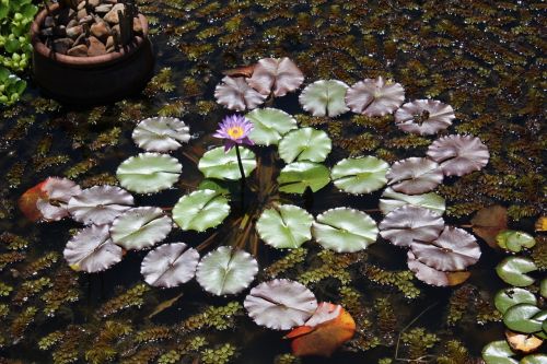 flower aquatic plant nature