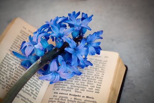 flower hyacinth blue