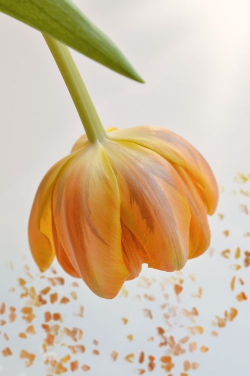 flower tulip orange