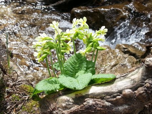 cowslip flower water