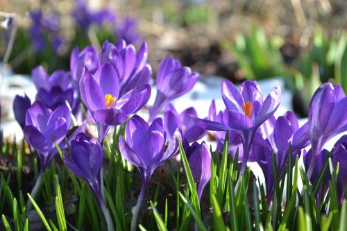 crocus flower spring