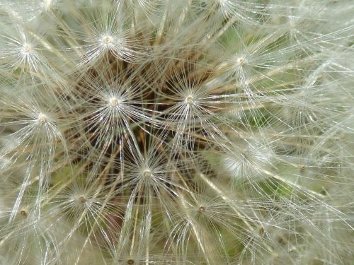 flower dandelion egrets