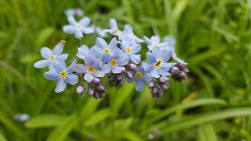 flower blue nature