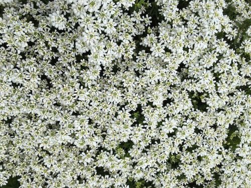 flower white bloom