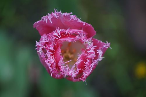 flower pink blossom