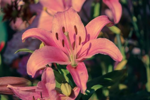 pink lily flower nice flower