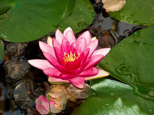 flower water lily aquatic plant