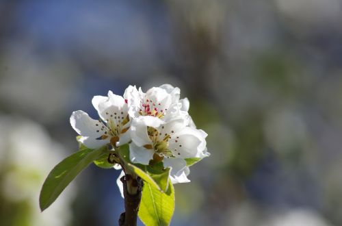 flower spring natural