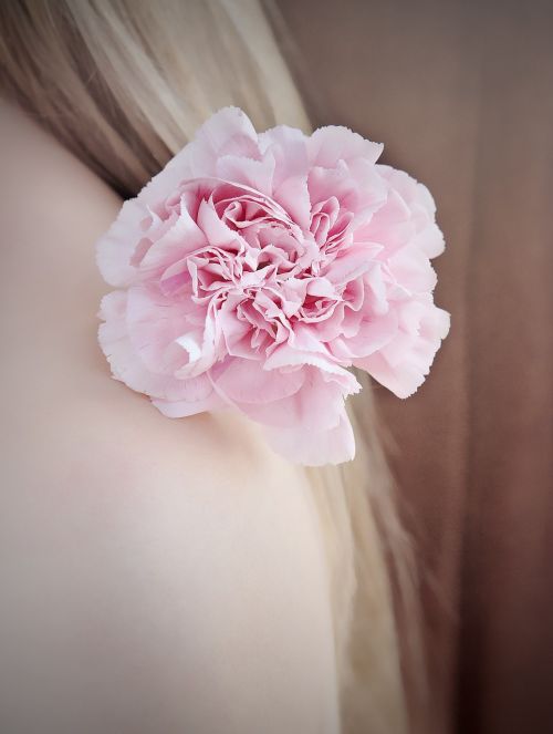 flower carnation carnation pink