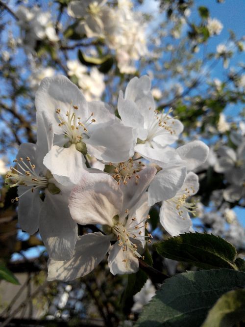 flower apple tree bloom