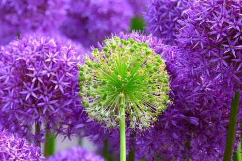 blossom bloom plant