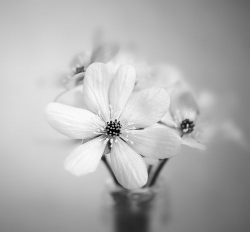 flower hepatica vase