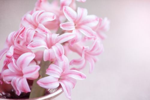 flower hyacinth pink flower