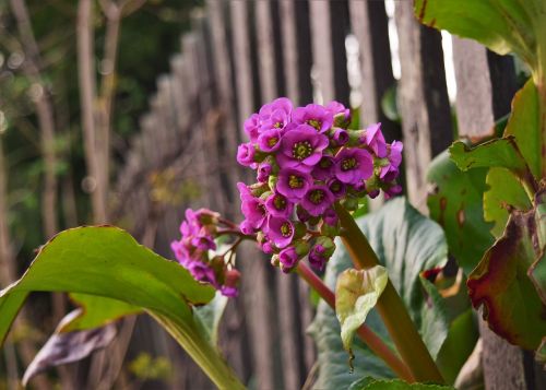 flower spring nature