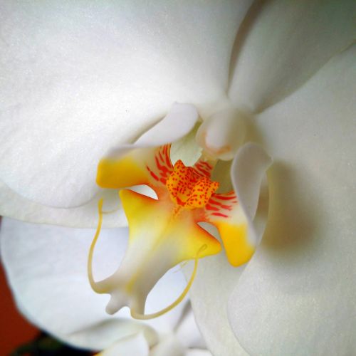 flower orchid white