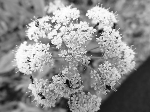 flower summer b w photography