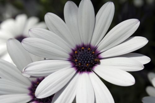 african daisy flower white