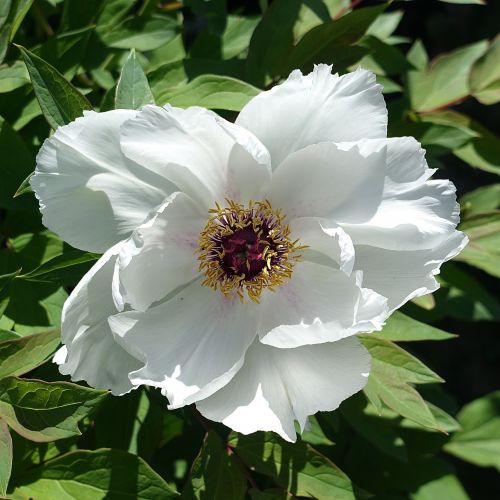 flower peony white