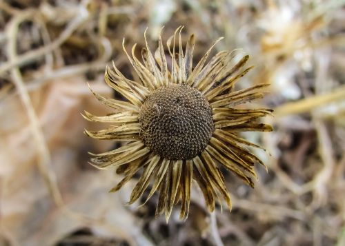 flower dry drought