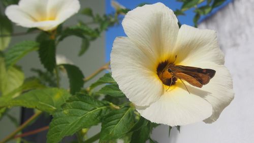 flower insect nature