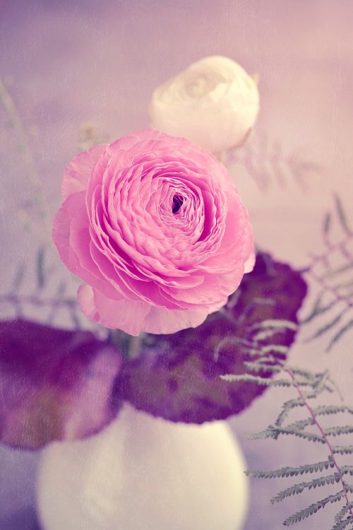 flower ranunculus pink