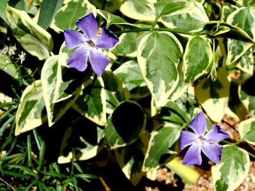 flower lilac leaves