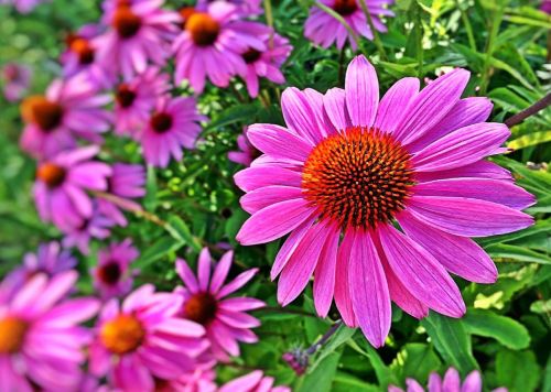 flower spring black-eyed susan