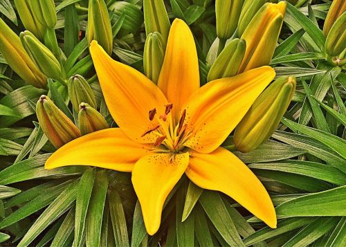 flower tiger lily yellow