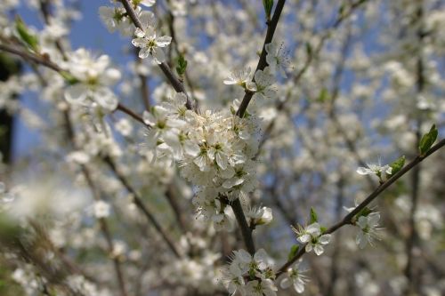 blossom bloom spring